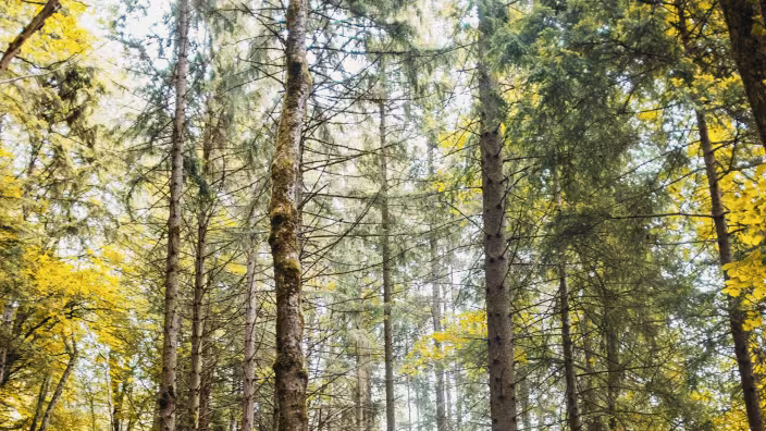 A dense forest with tall, slender pine trees, moss-covered rocks, and a dirt path winding through the trees under a canopy of green and yellow leaves.