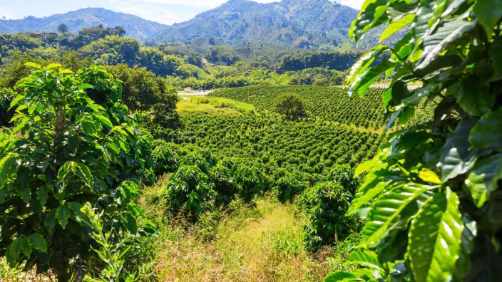 Coffee plantation