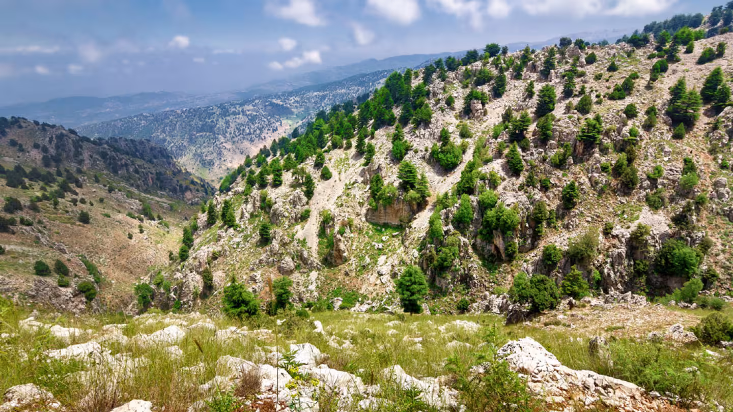 Cedar forest in Lebanese mountains