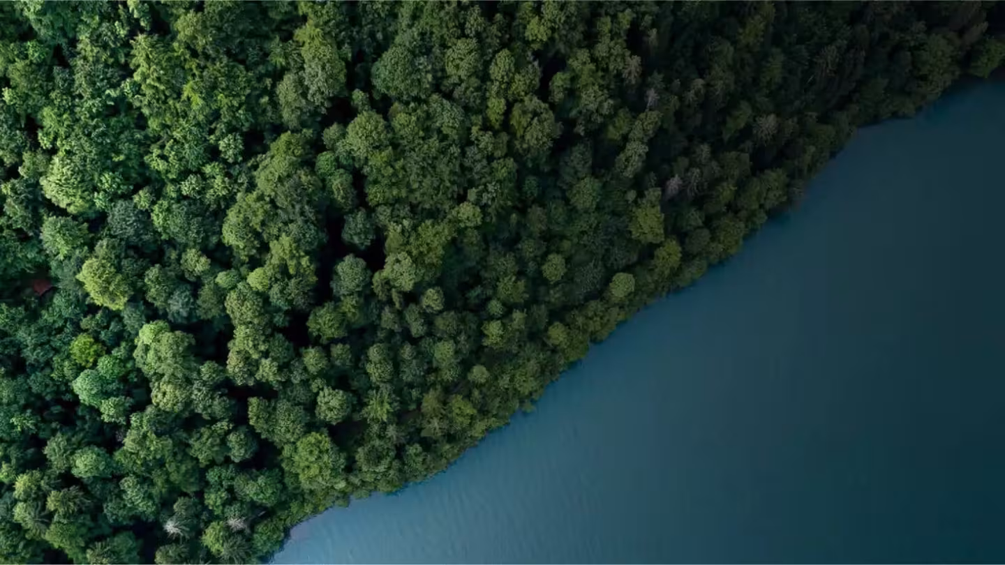 aerial view of forest and water