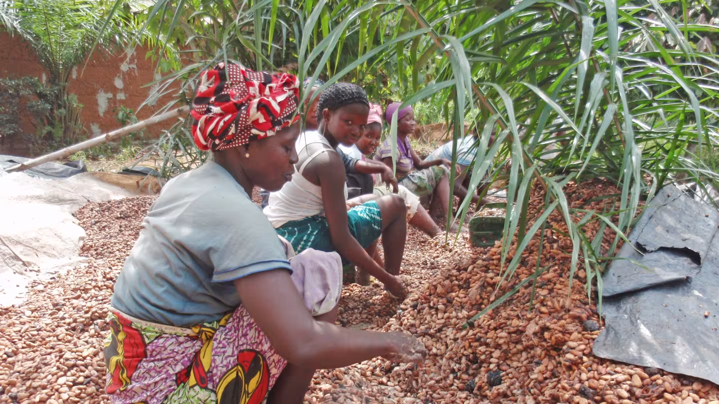A group of women sit outdoors processing a large harvest of cocoa beans spread across the ground.