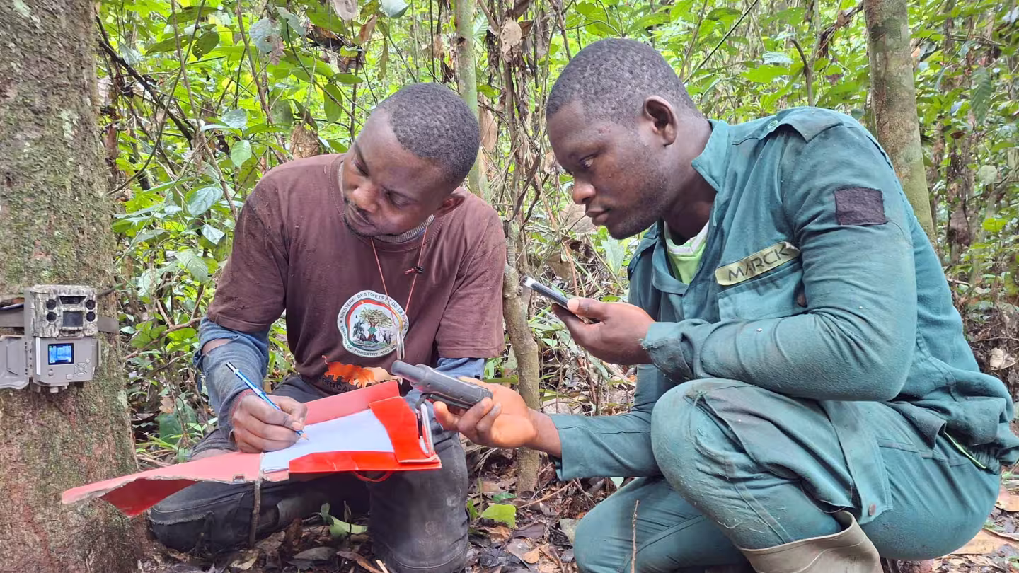 Men working in the forest