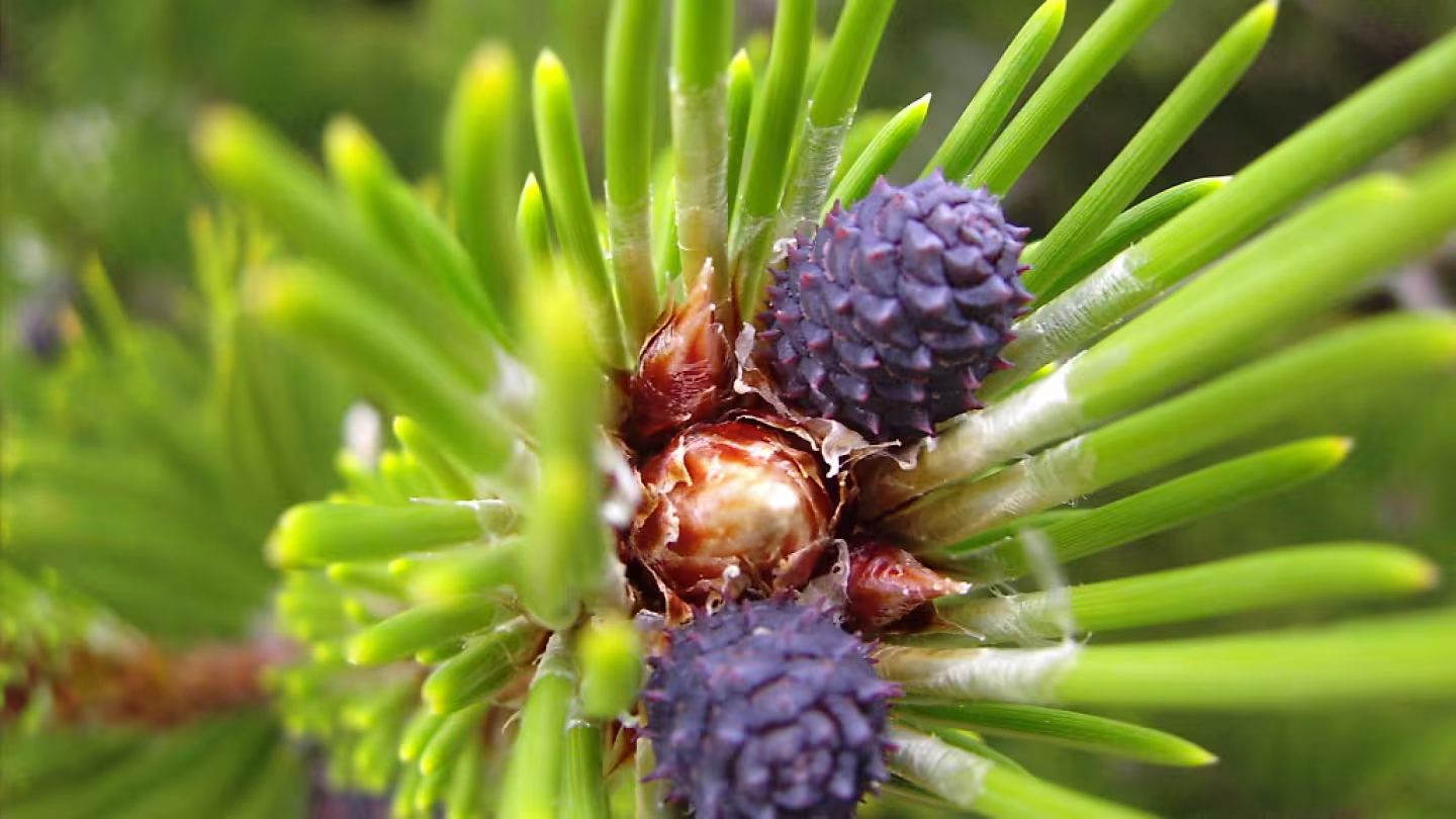 Pinus heldreichii young cones