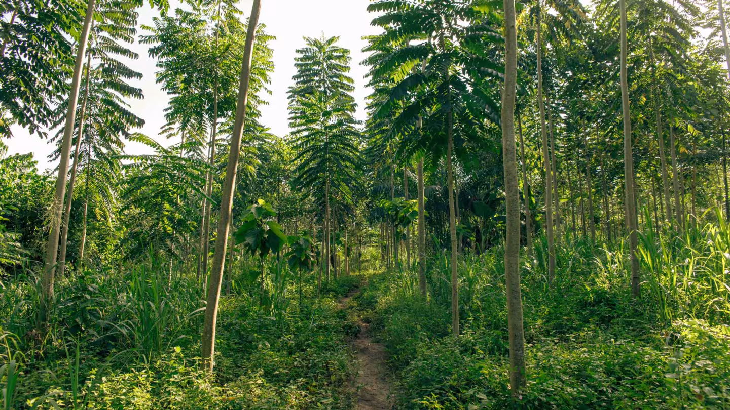 A narrow dirt path winding through a dense teak plantation with young, tall trees in C&ocirc;te d'Ivoire.
