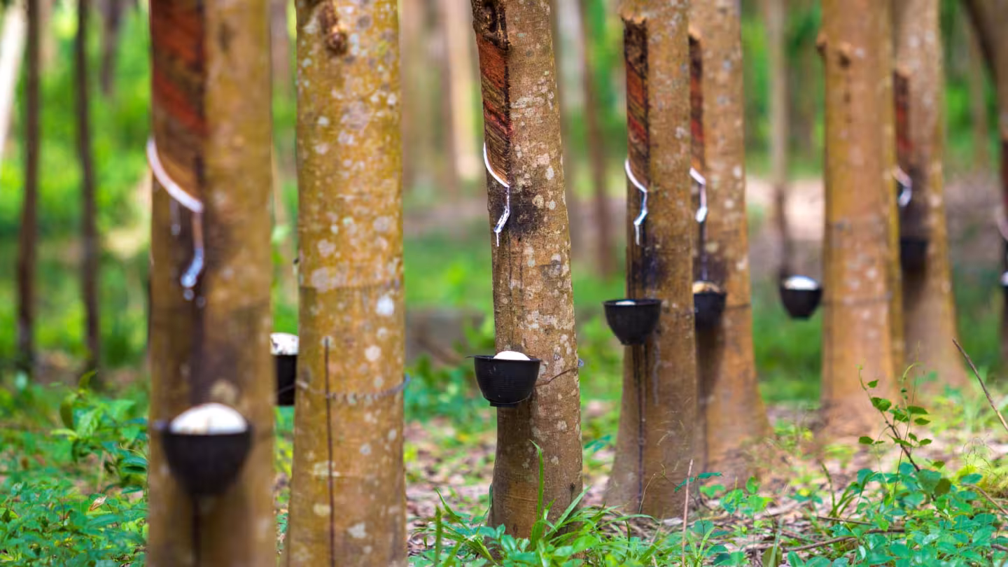 A row of rubber trees in a plantation with diagonal grooves cut into the bark to collect white latex into attached small black bowls.