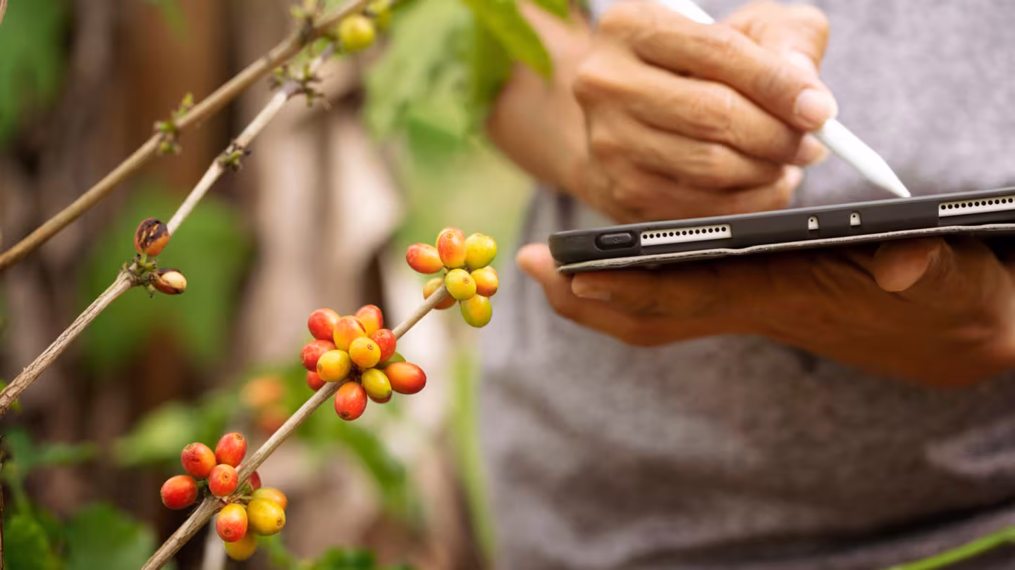 A person&rsquo;s hand holding a digital tablet besides an Arabica coffee plant.