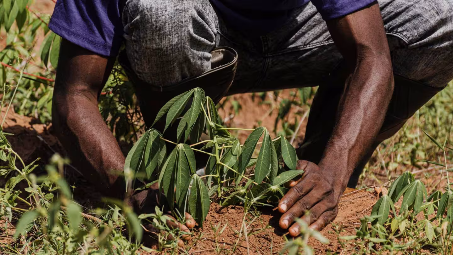 Close-up of a worker's hands carefully planting a green cassava sapling into dry soil in a field.