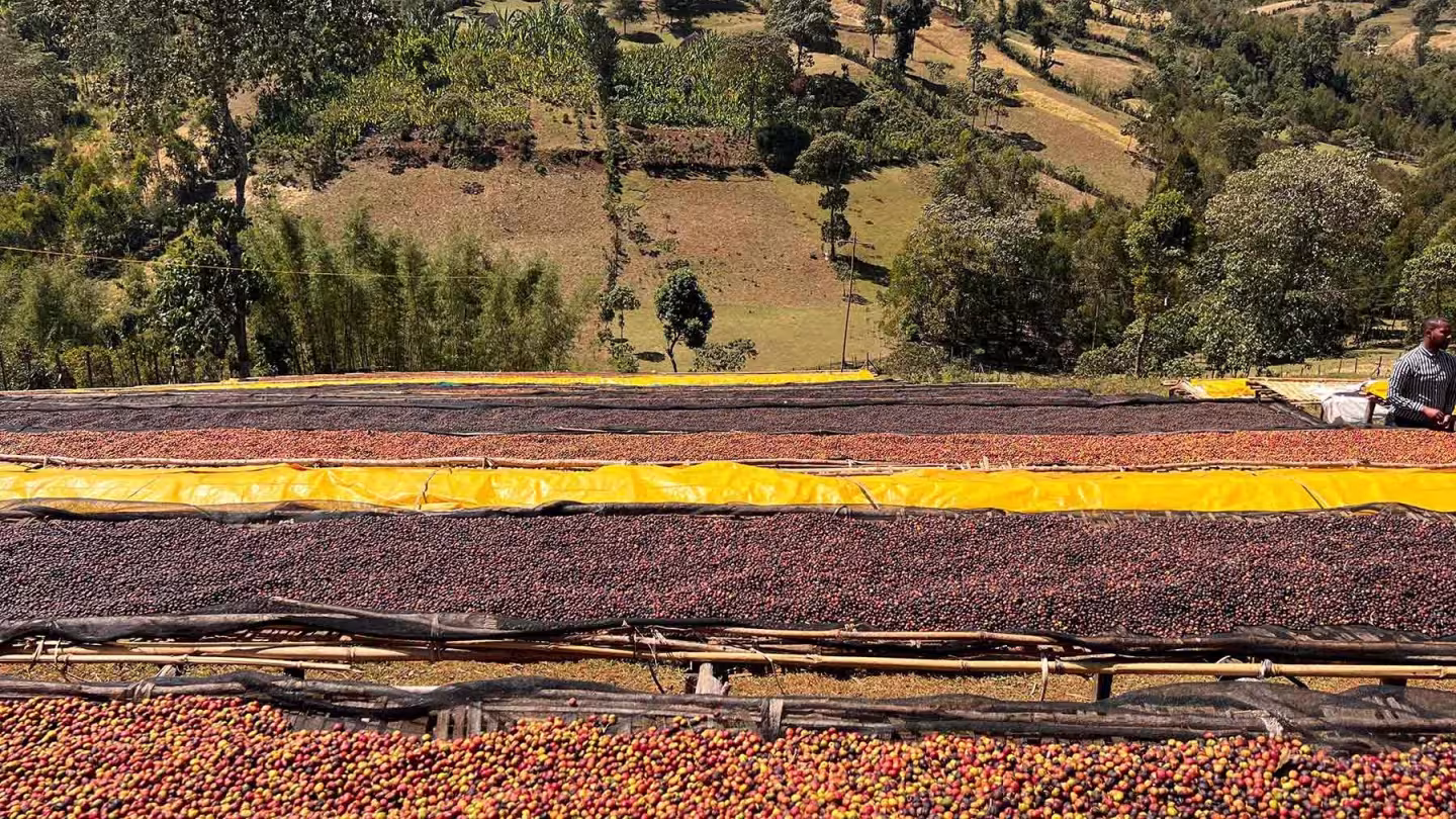 Coffee cherries drying in the sun on plastic sheeting on bamboo shelves in the mountains of the Sidama region, Ethiopia.