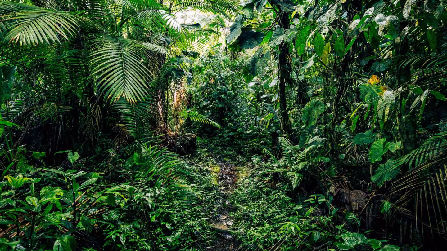 Rainforest