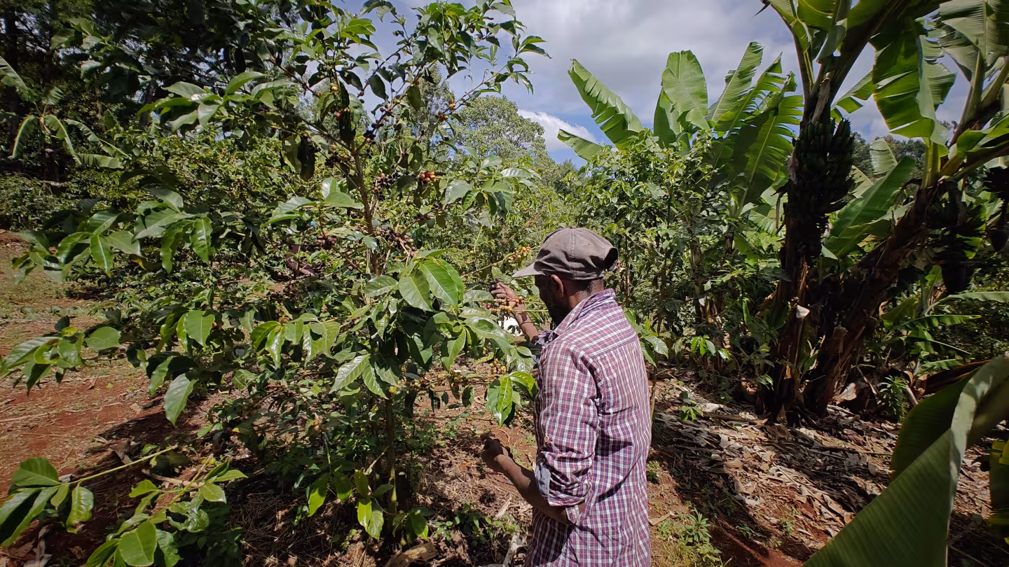A farmer tends to a coffee shrub in a lush agroforestry field with banana trees.