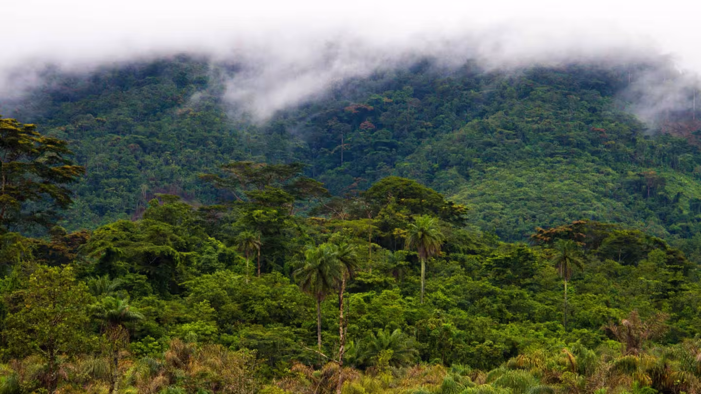 Liberia rainforest
