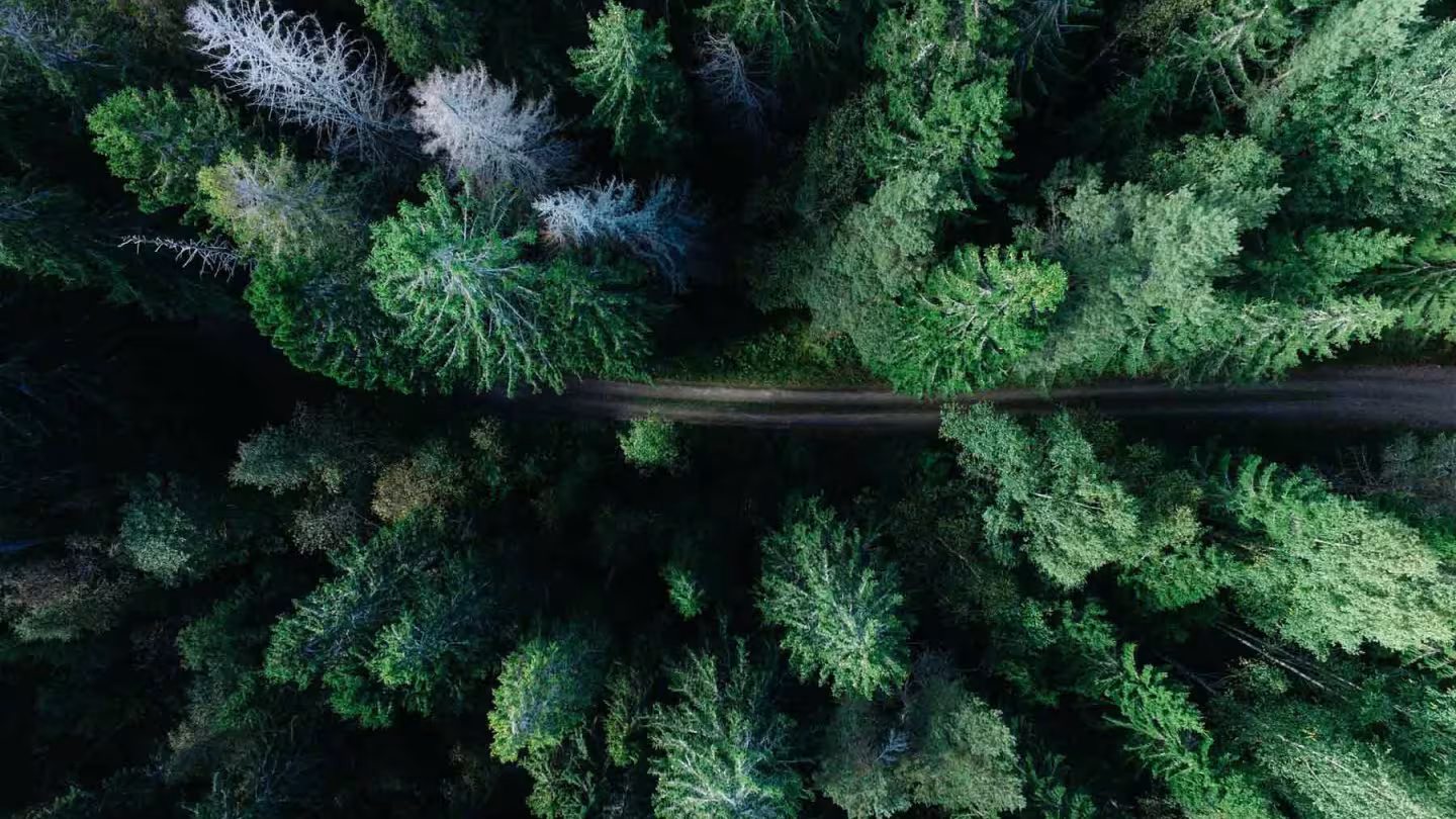 Aerial top-down view of a narrow dirt path cutting through a dense green coniferous forest.
