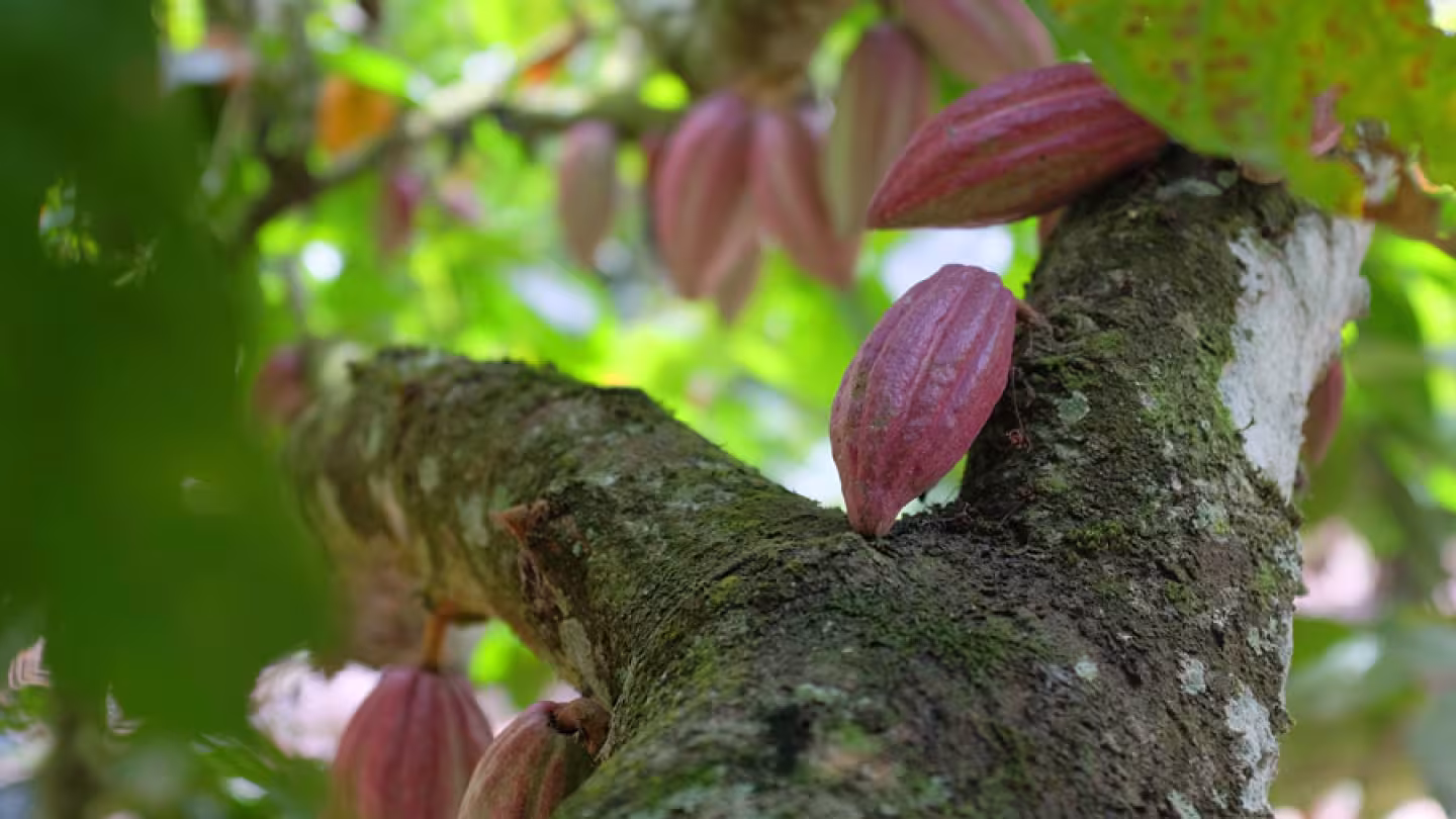 Cocoa pods hanging from a tree