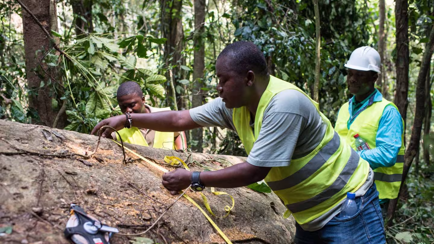 A man in a high-visibility vest uses a yellow measuring tape to record the diameter of a large fallen log in a dense forest, while two colleagues look on.