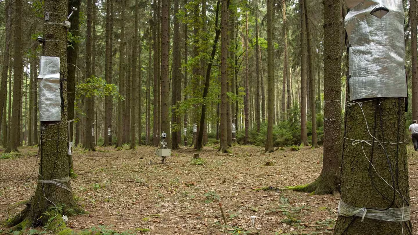 Scientific monitoring equipment and sensors wrapped in silver foil attached to tree trunks in a managed pine forest.