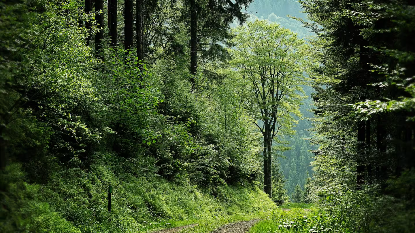 A peaceful woodland path leading through a diverse, healthy green forest.