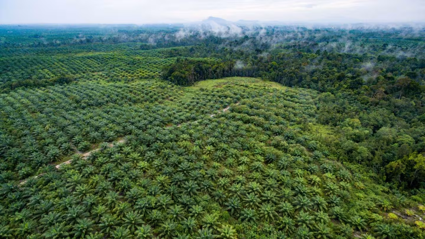 Aerial view showing the sharp boundary between a structured oil palm plantation and a dense, mist-covered natural rainforest.