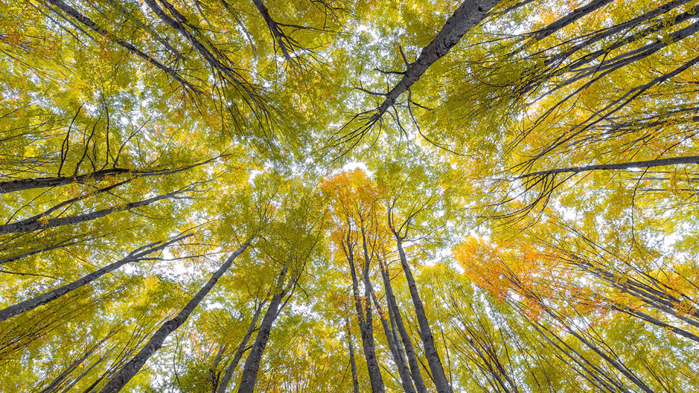 Looking up at the golden canopy of a beech forest in Navarra.