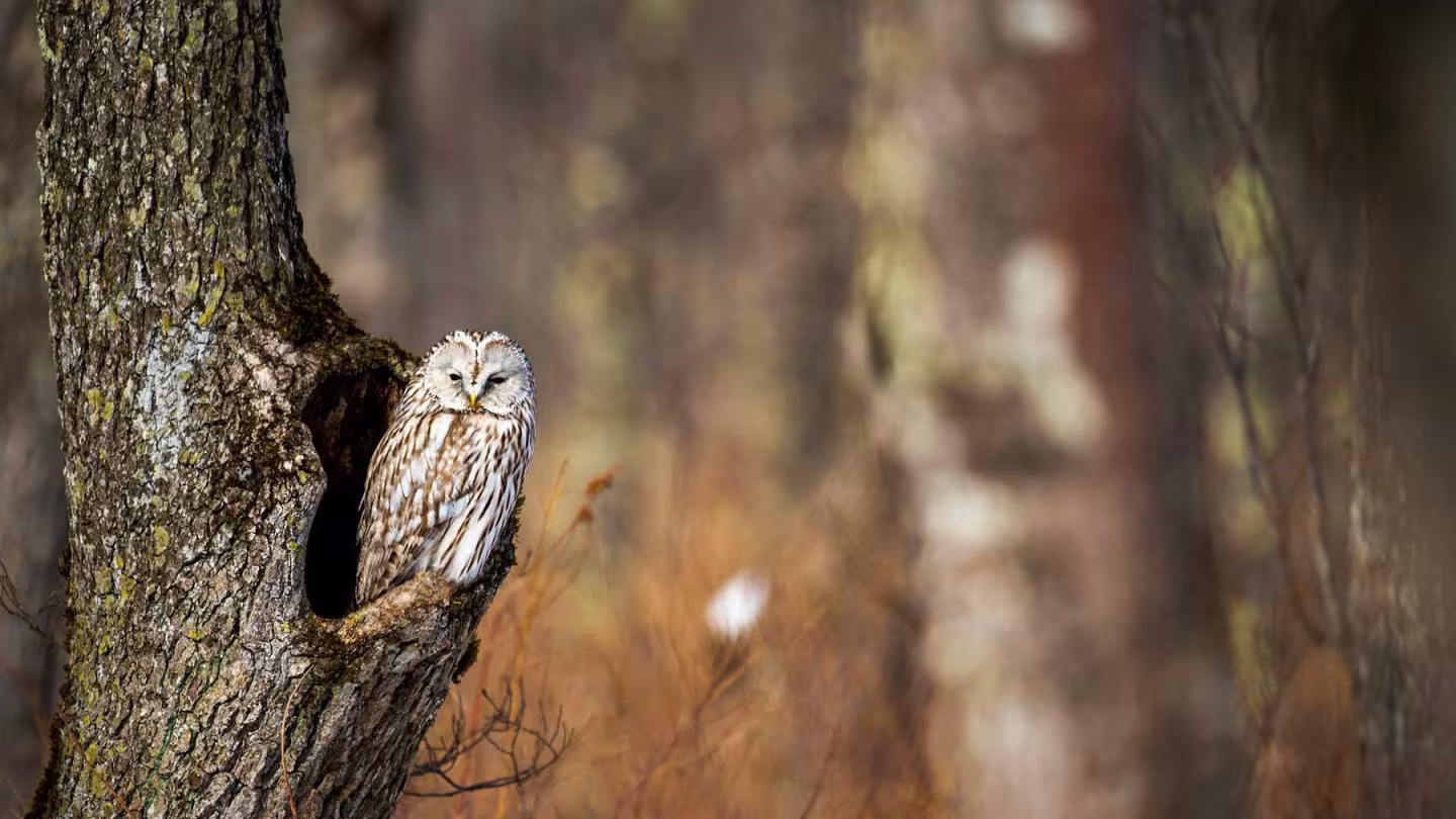 A Ural owl perched at the edge of a hollow in a mossy tree trunk within a forest.