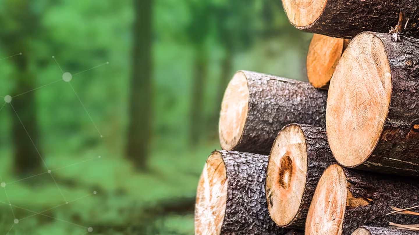 A panoramic view of stacked timber logs in the foreground with a digital network overlay stretching across a blurred green forest background.