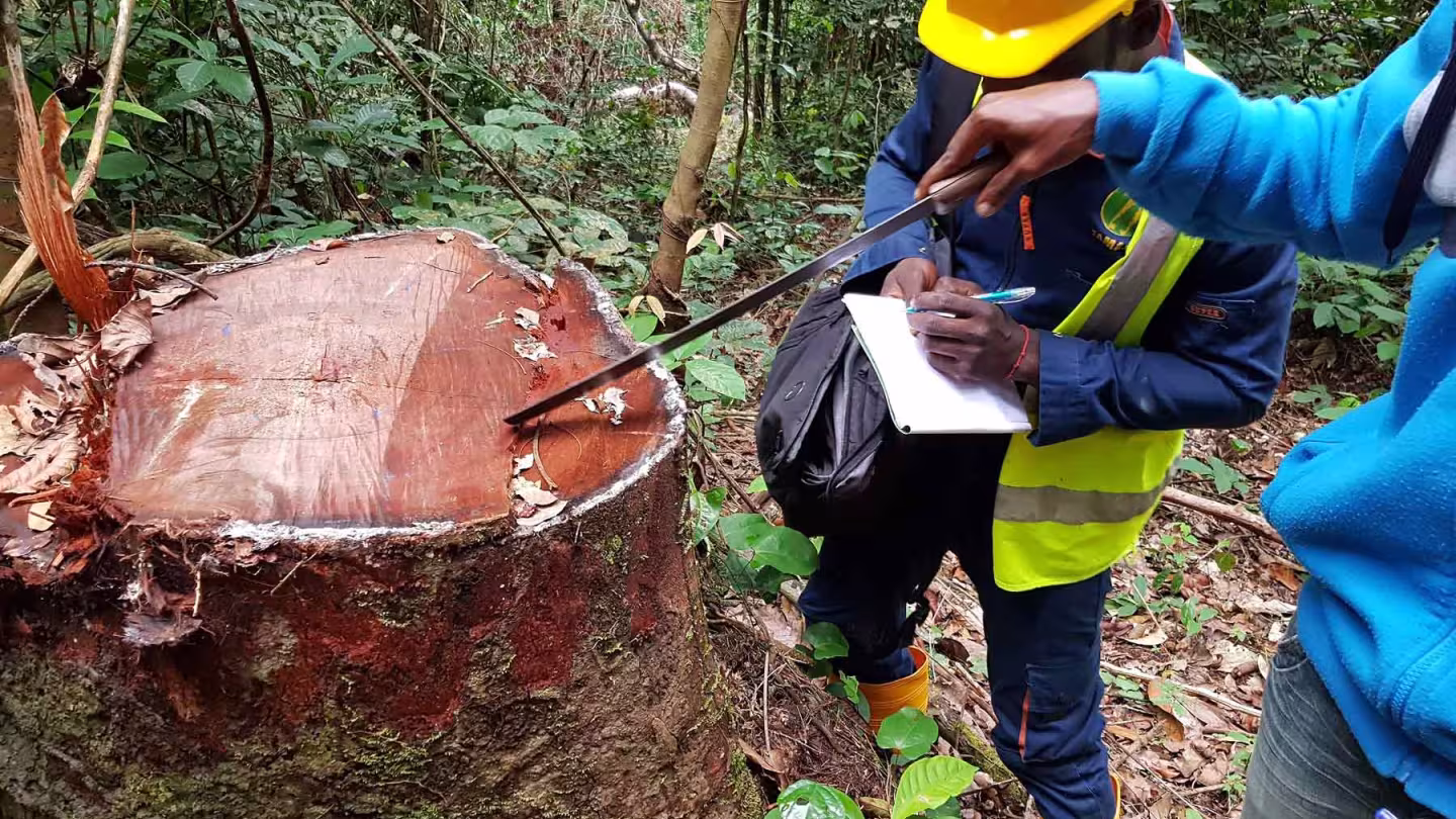 An official in a yellow hard hat and high-visibility vest takes notes while a colleague points a machete at a large, freshly cut tree stump in a dense forest.