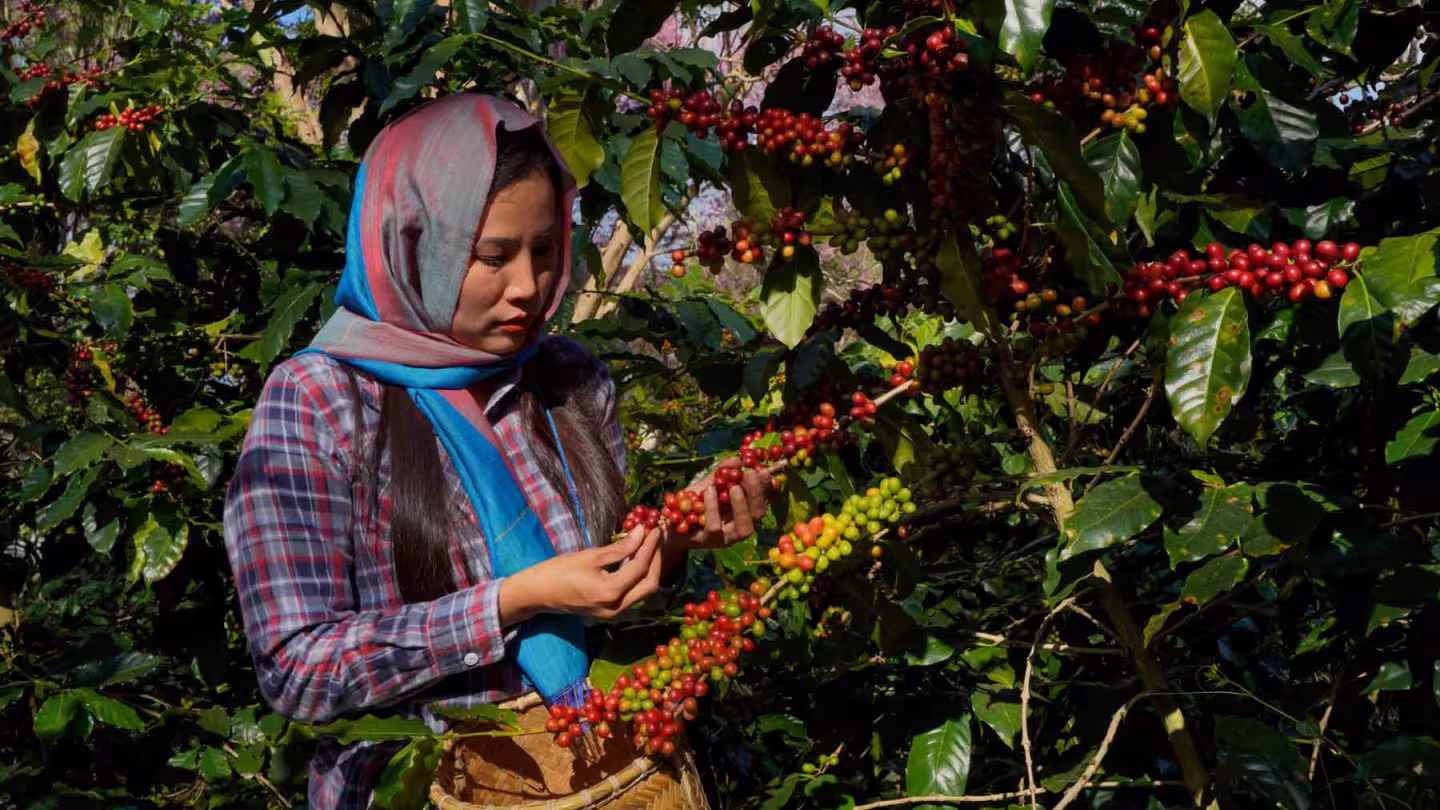 A woman harvesting ripe red coffee cherries from a plant into a woven basket.