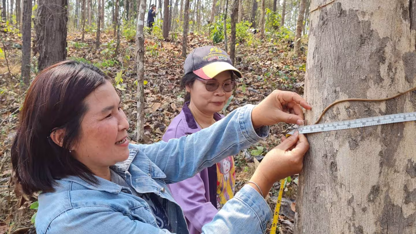 Two women working as forest smallholders use a diameter tape to measure a tree trunk during a forest inventory.