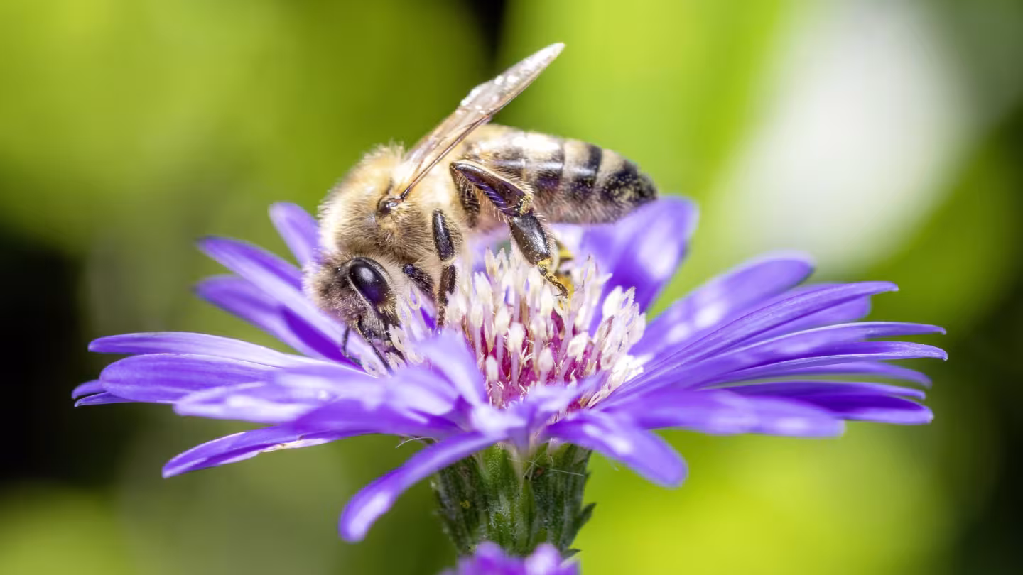Bee feeding on pollen from a purple flower