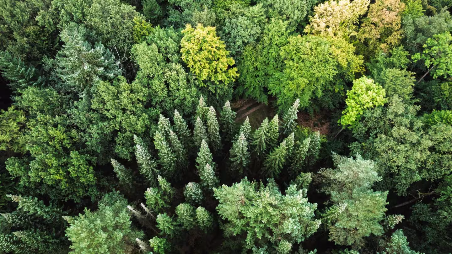 Aerial view of a dense mixed forest with a variety of tree species in different shades of green. The image shows the rich biodiversity of the forest canopy from above.