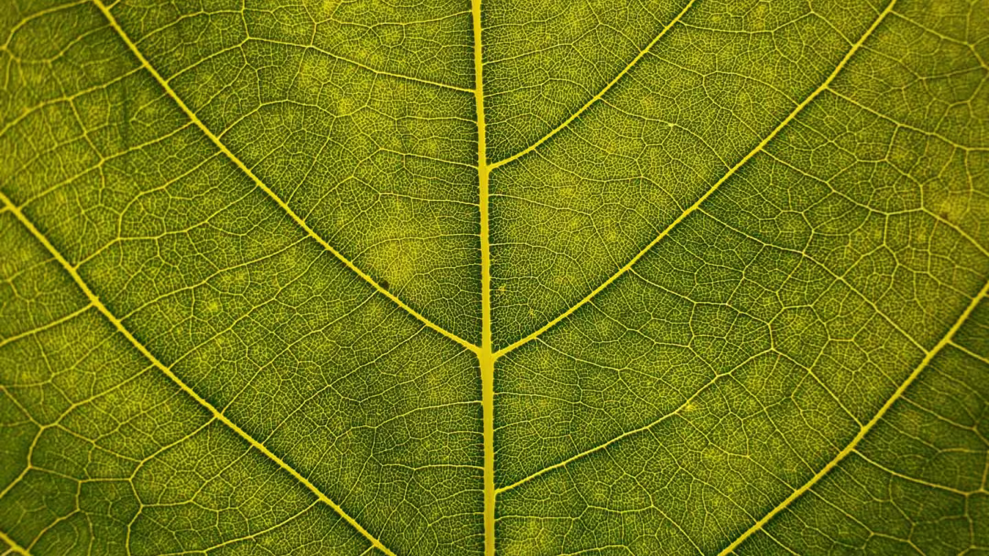 An extreme close-up of a vibrant green leaf, highlighting the intricate, symmetrical pattern of yellow veins and the detailed cellular texture of the blade.