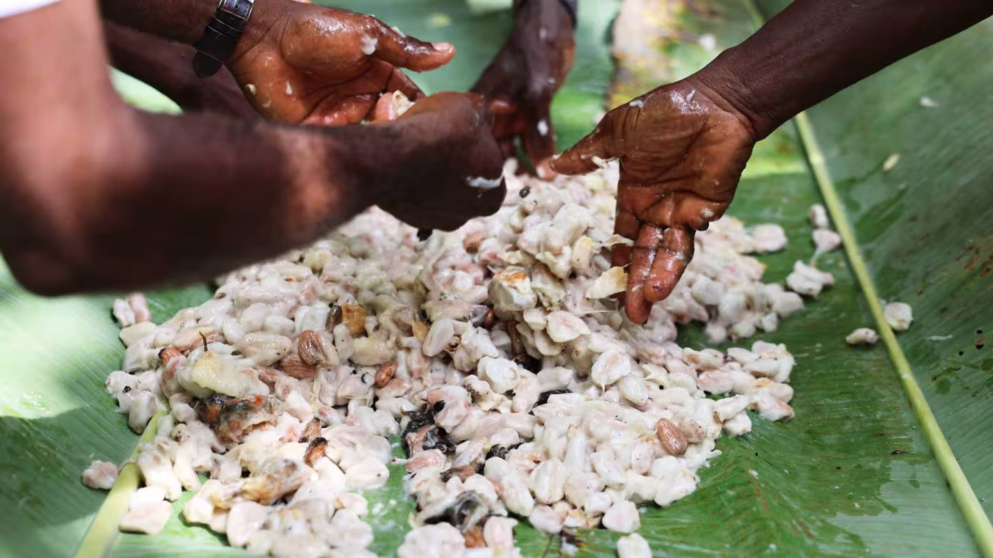 A close-up of hands sorting through a pile of fresh, white cocoa beans resting on large green banana leaves.