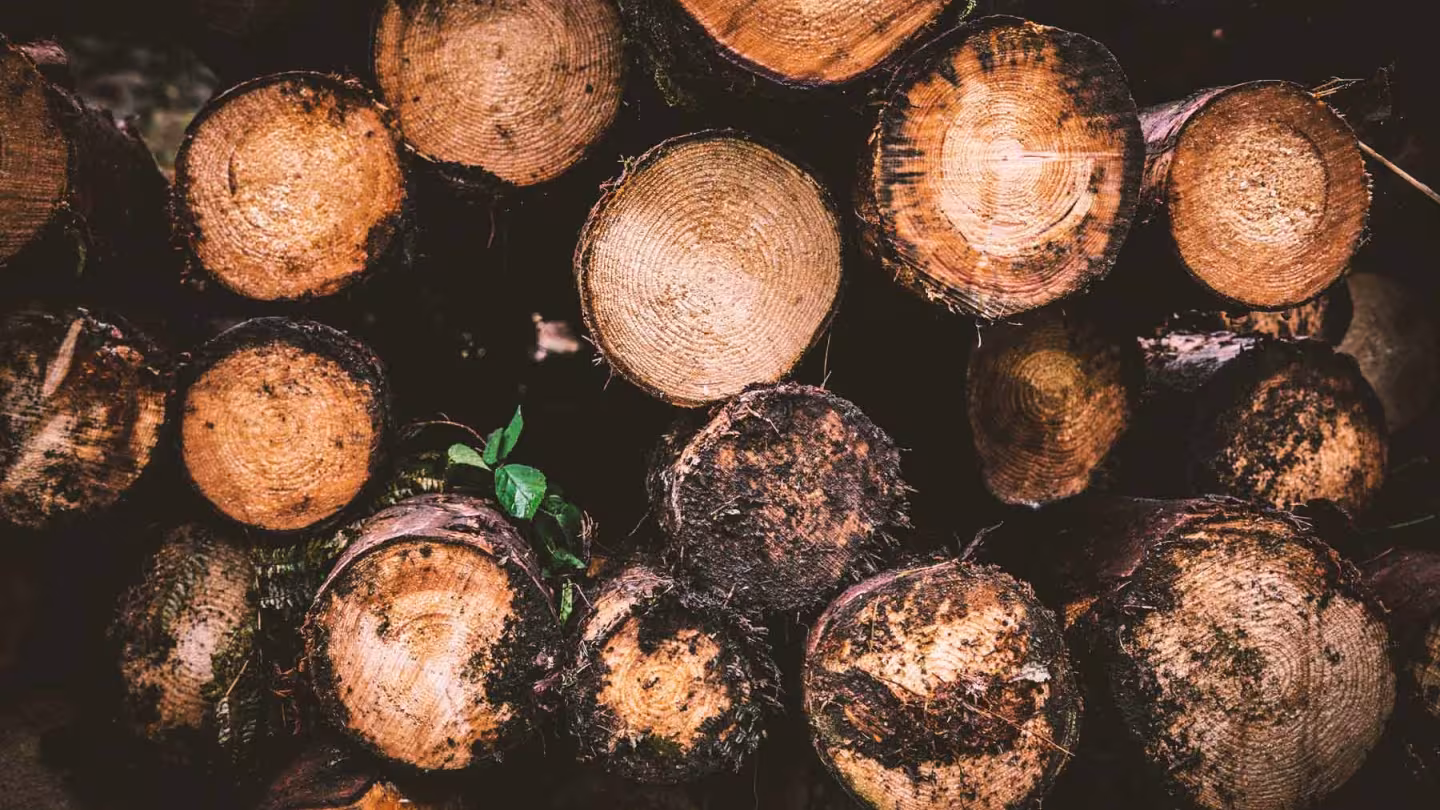 A close-up, head-on view of a stack of timber logs, showing the circular cross-sections of the wood grain with some logs covered in dark mud and moss.