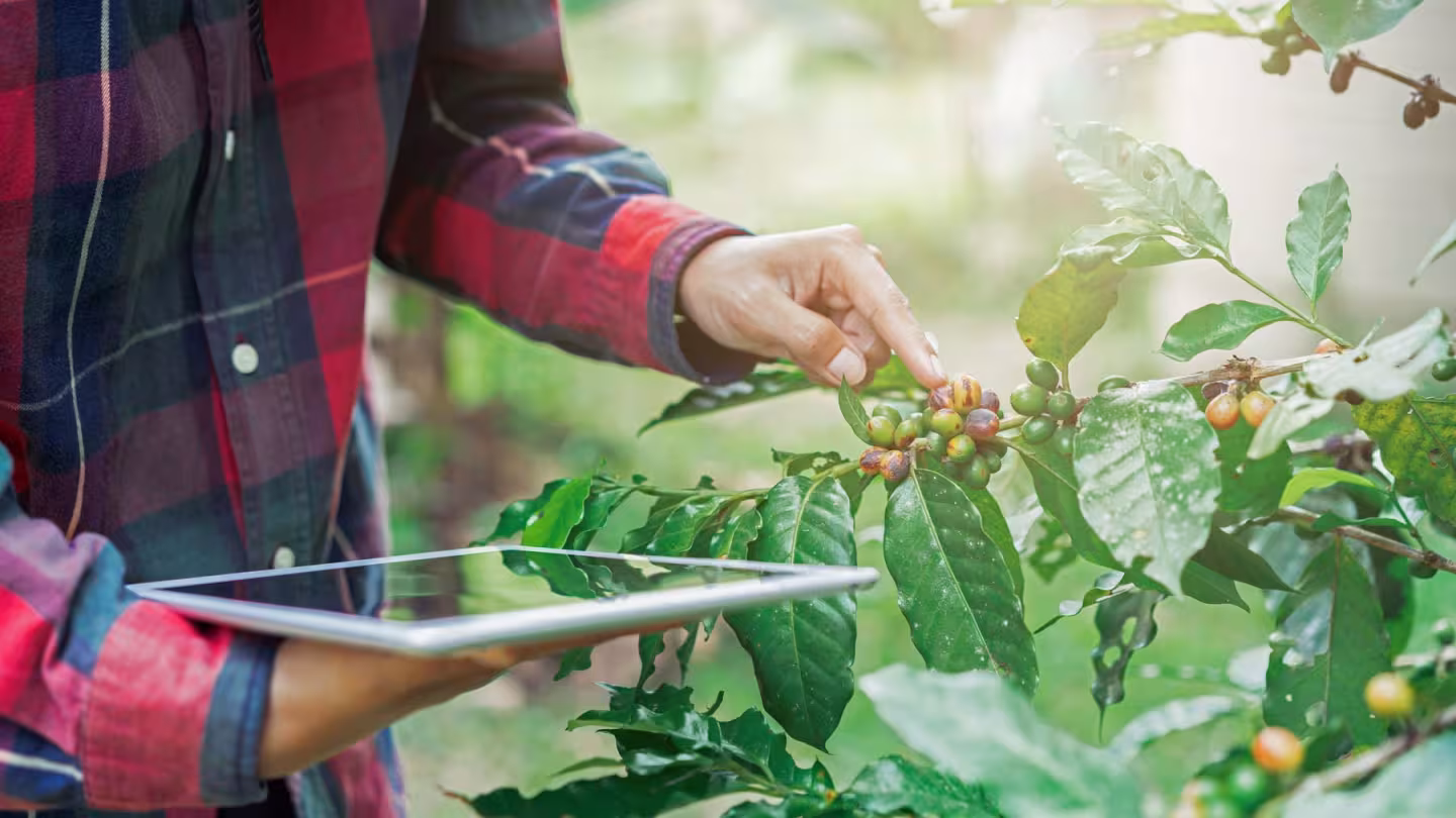 A close-up of a smallholder farmer holding a tablet while inspecting ripening coffee cherries on a branch, illustrating the use of technology in coffee plantation management.