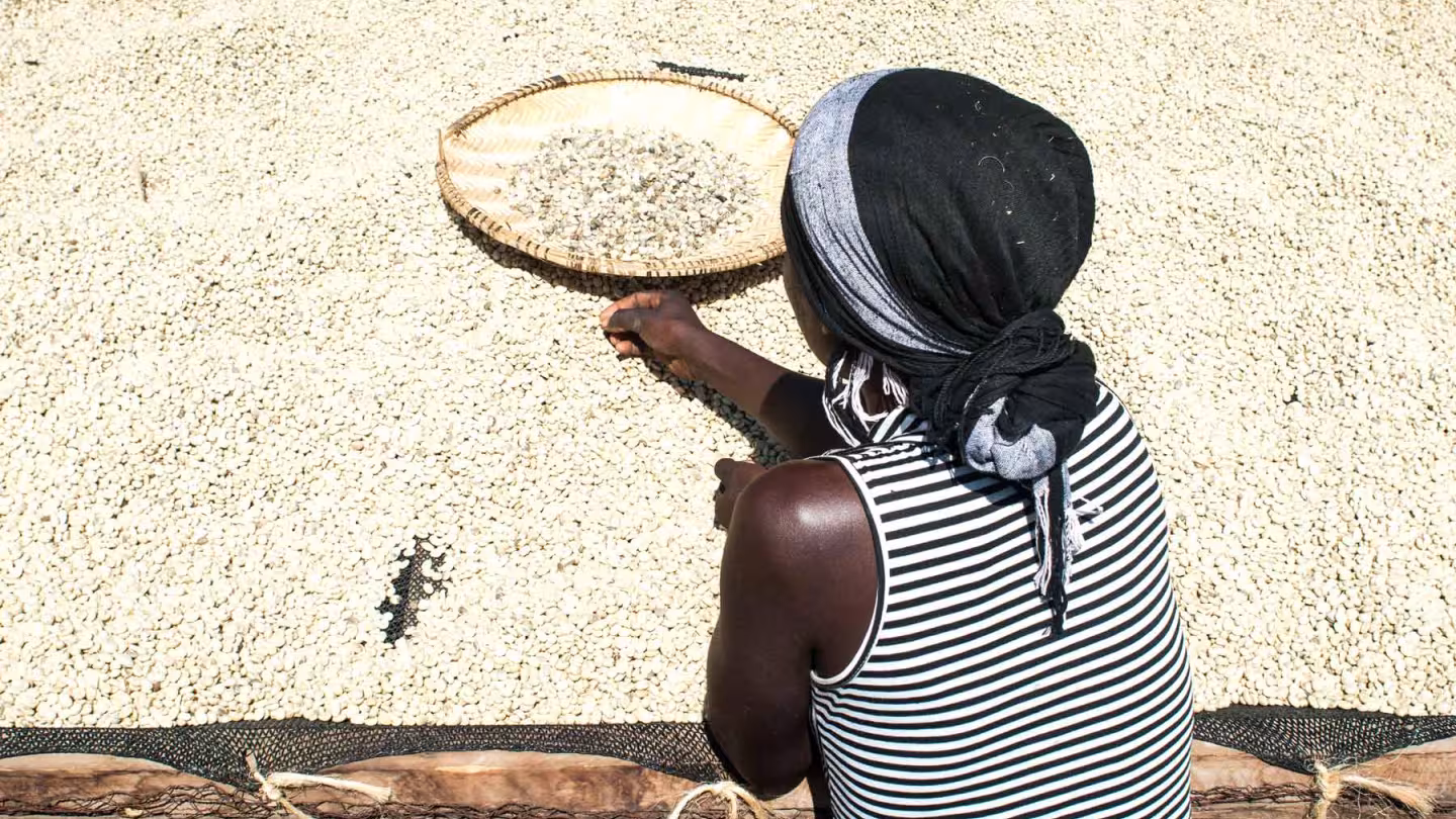A woman wearing a headscarf and striped top uses a woven tray to sort and filter a large spread of drying coffee beans under the sun.