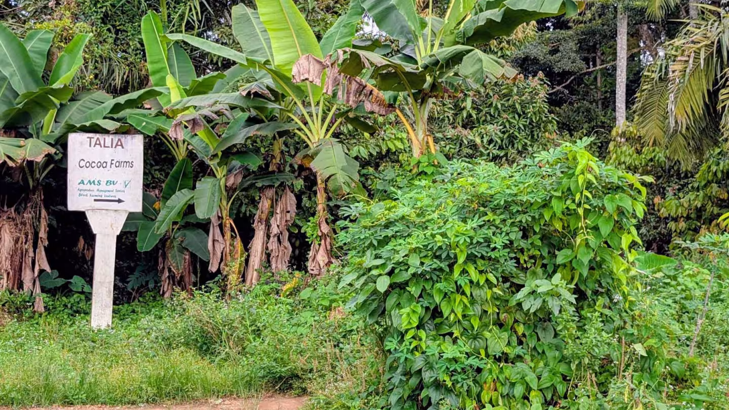 A sign for Talia Cocoa Farms in Sierra Leone, located within a sustainable agroforestry environment.