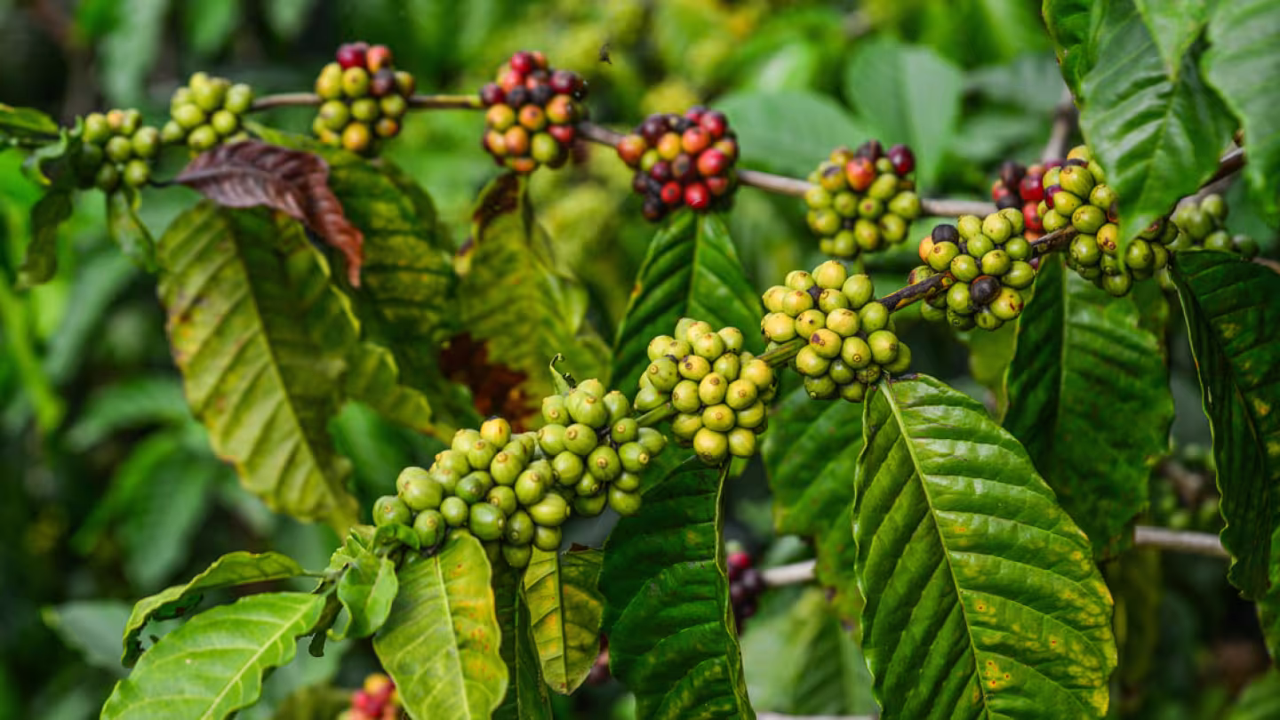 A close-up of vibrant green coffee cherries ripening on a branch, surrounded by foliage in a coffee plantation.
