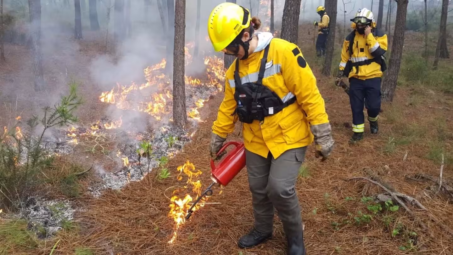 A firefighter in a yellow protective jacket and helmet uses a drip torch to conduct a prescribed burn on the pine needle-covered floor of a forest.