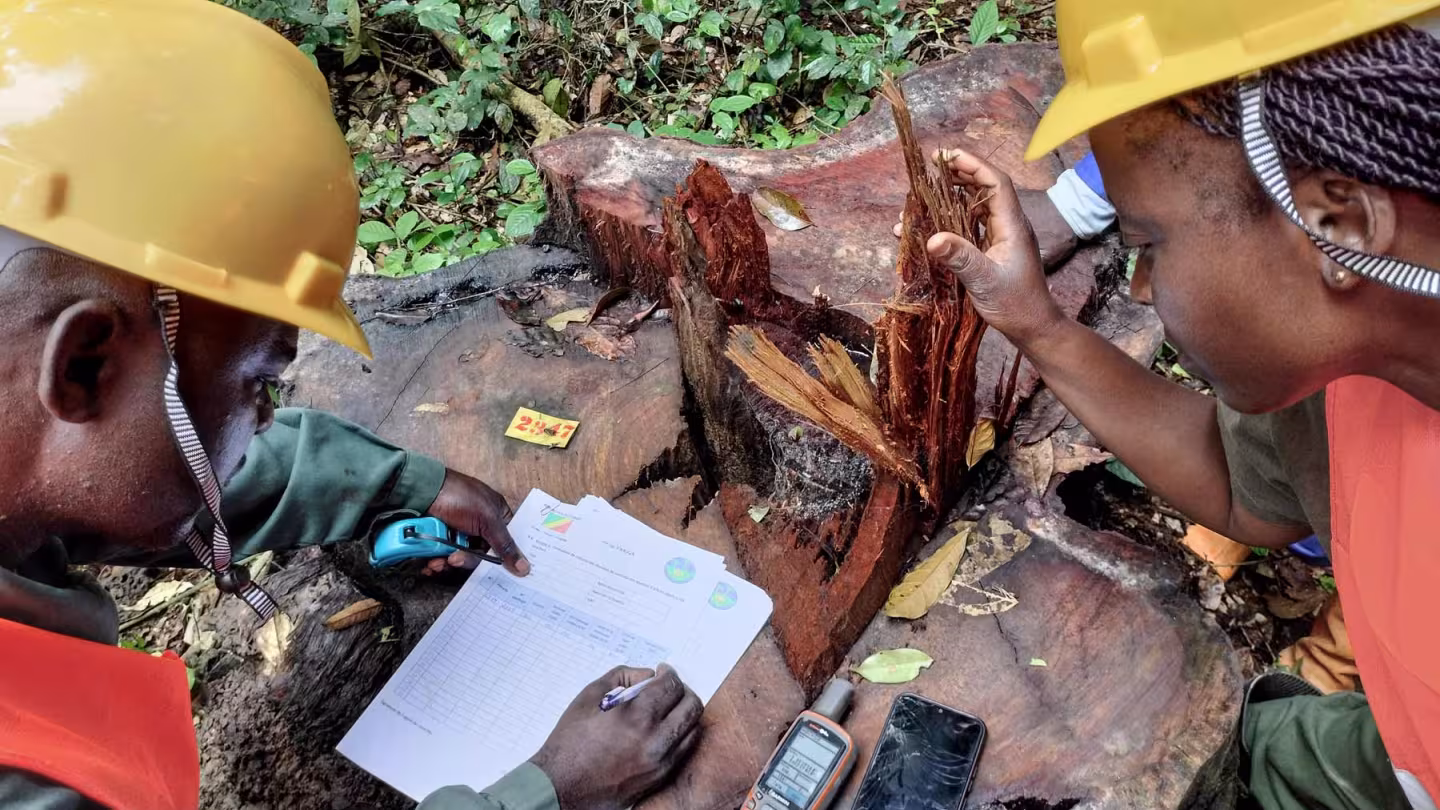 Forestry professionals conducting field measurements and data collection on a harvested tree in a tropical forest.