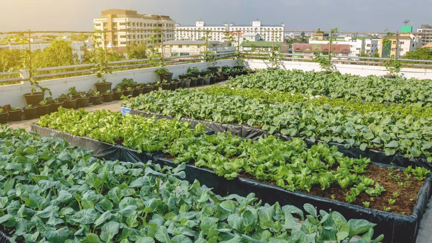 Urban garden rooftop