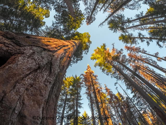 pine forest