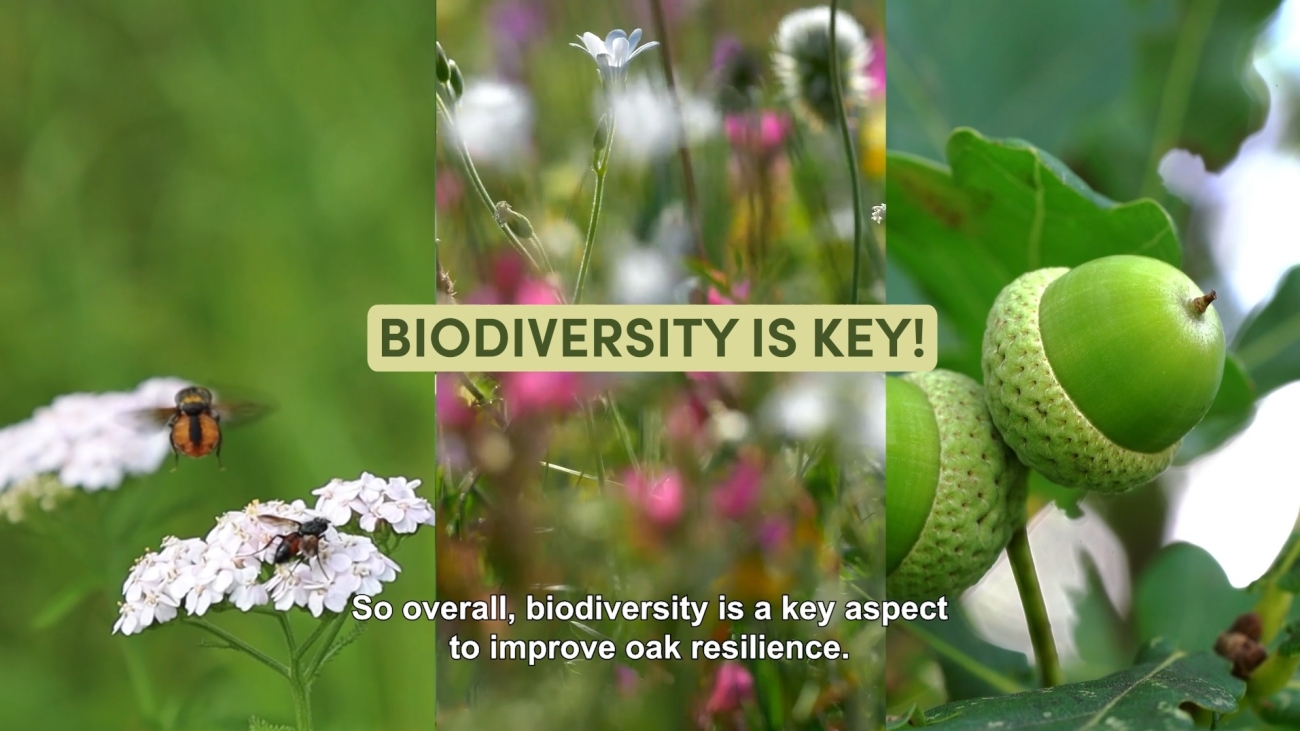 Increase biodiversity to strengthen oak resilience | European Forest ...