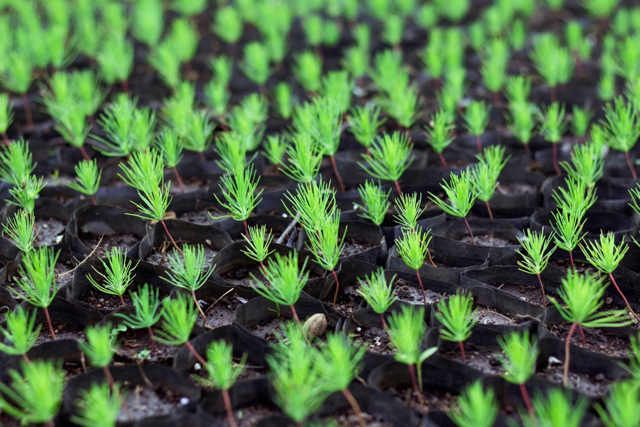 Take the B4EST tree breeding survey! European Forest Institute