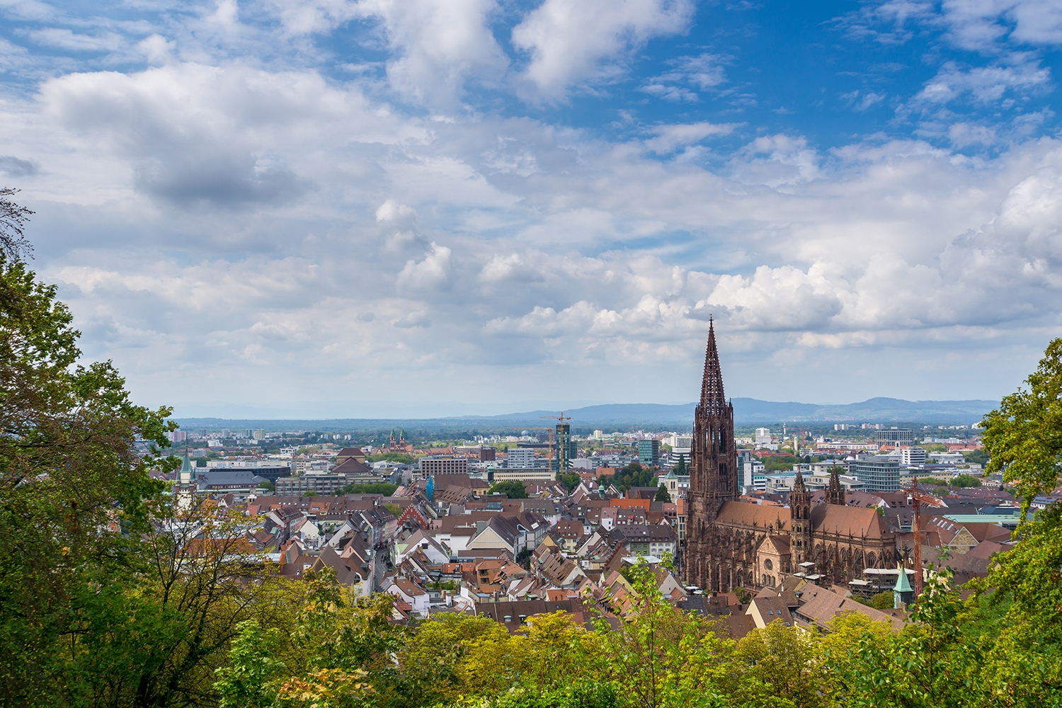 12 PhD positions at Freiburg University  European Forest Institute