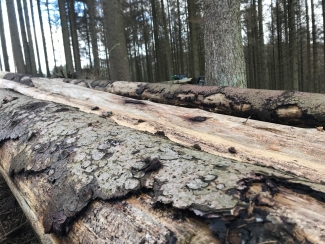 Bark beetle damage Germany