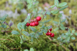 lingonberry