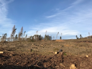 bark beetle damage in German Sauerland