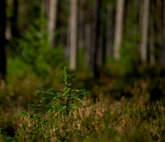 decorative photo of tree seedling