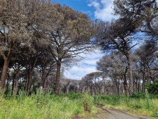 stone pines in rome