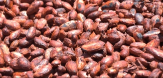 Cocoa beans