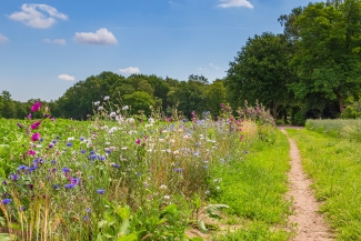 Nature-inclusive or circular and sustainable agriculture with wild flowers along potato field